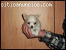 Cachorro chihuahua pelo largo