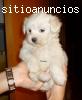 Preciosos cachorritos de Maltese