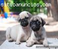 Carlinos, ¡tu cachorro mas deseado!