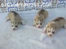 Excelente camada de Husky Siberiano