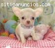 Chihuahua con pedigree pedigrí alta