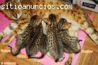 Vendo Camada 5 gatitos Bengalíes
