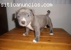 Adorable AKC American Pitbull cacho