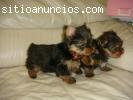 Regalo dos yorkshire terrier