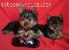 REGALO YORKSHIRE TERRIER PEDIGREE M