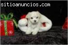 perrito maltés lindo y adorable par