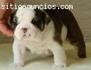 Bulldog inglés cachorros en venta
