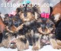 yorkshire terrier cachorros disponi