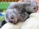 Monos tití pigmeo disponibles y lis