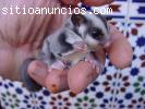 petauros y productos