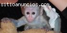 Dos monos capuchinos para la adopci
