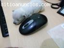 Cachorritos de chihuahua
