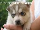 REGALO. hermosa y dulce husky siber