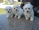 Excelentes cachorros de bichon fris