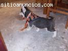 CACHORRO SIBERIAN HUSKY
