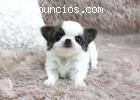 Mini chihuahua cachorros