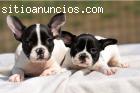 dos buenas buscando cachorros bulld