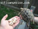 tortugas y huevos fértiles disponib