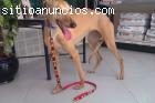 Galga Necesita Familia