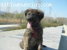 cachorro cruce pastor adopcion