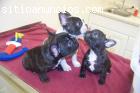 REGALO CACHORROS BULLDOG FRANCES