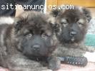 Cachorros Pastor del Cáucaso