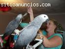 Loros grises africanos para su apro