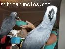 Loros grises africanos para su apro