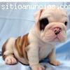 Regalos Bulldog Inglés cachorros pa