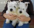 Camada de 2 meses de West Highland