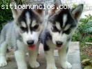 Excelente camada de husky siberian