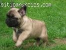Regalo pura raza bulldog francés