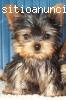 cachorros yorshire terrier toy