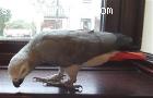 lindo loros grises africanos para l
