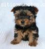 Affectionate Yorkshire terrier pup For Good And Caring Home,