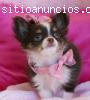 REGALO CHIHUAHUA CACHORROS