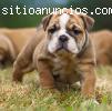 hermosos cachorros bulldog inglés