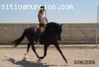 Caballo negro PRE