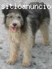 Perrita de agua en adopción