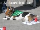 CURRO, Jack Russell Terrier, 7 años