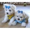 Perrito Maltés última masculino y f