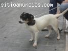 LISA. CACHORRA DE BODEGUERO. 8 MESE