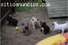 Cachorros bulldog francés para reho