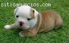 cachorrines de bulldog ingles