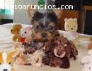 Teacup Yorkie cachorros para su ven