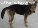 Pastor alemán en adopción