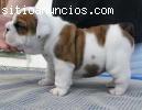 CACHORROS BULLDOG INGLES