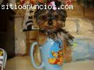 Yorkshire Terrier para la adopción