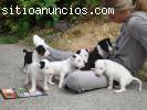 Bull terrier cachorros disponibles