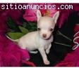 Precioso cachorros de Chihuahua